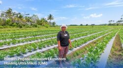 Holding Ultra Mikro Bawa Mur Dwi Astuti Sukses Jadi Petani di Merauke