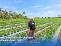 Holding Ultra Mikro Bawa Mur Dwi Astuti Sukses Jadi Petani di Merauke