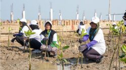 Lindungi Pantai Utara Jawa dari Abrasi Melalui Program BRI Peduli, BRI Menanam 30 Ribu Bibit Mangrove