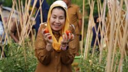 Panen Tomat di Kawatuna Bukti Palu Mapan di Tengah El Nino