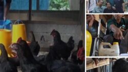 Pemuda Difabel Temukan Jalan Kemandirian Lewat Peternakan Ayam Woliko Berkat PT Vale