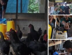 Pemuda Difabel Temukan Jalan Kemandirian Lewat Peternakan Ayam Woliko Berkat PT Vale