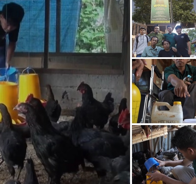 Pemuda Difabel Temukan Jalan Kemandirian Lewat Peternakan Ayam Woliko Berkat PT Vale